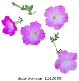 Plant Pink Flower Isolated On White Stock Photo 1162103305 | Shutterstock