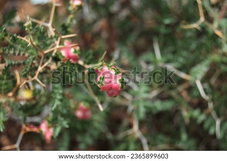 A plant with pink fruity flowers. Probably Sarcopoterium Spinosum.