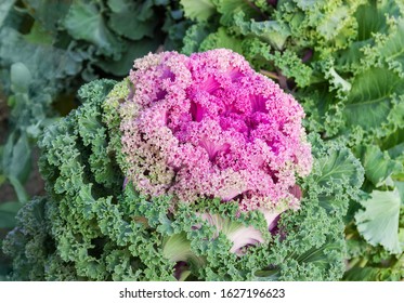 Plant of pink and green decorative cabbage growing in garden, close-up in selective focus - Shutterstock ID 1627196623