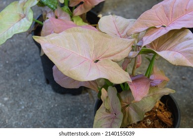 Plant Of Pink Syngonium Are Growing In A Pot For Selective Focus.An Ornamental Plant In The Home With Can Also Help Purify The Air And Absorb Toxins In The Home.