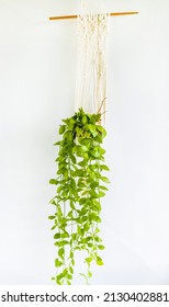 Plant In Pot With Cotton Macrame Plant Holder Over White Background