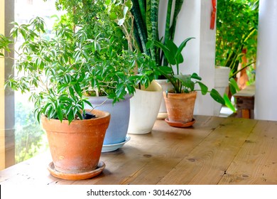 A Plant Pot Displayed In The Window