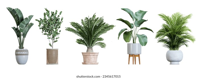 Plant in pot. Green plant isolated on white background. PNG file with transparent background also available. Cutout foliage in a stone plant pot. 