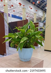 Plant Pot Indoor On Table In Market.