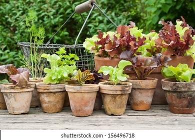 Pflanzentöpfe mit Salat und Kräuter/Pflanzentöpfe