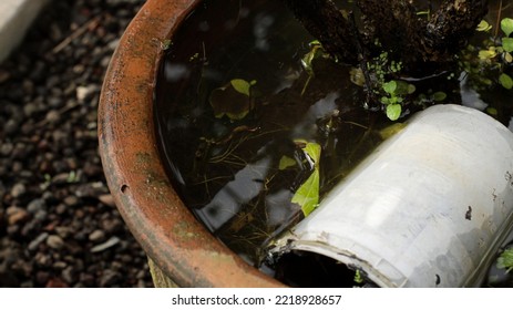 1,716 Unhealthy Plant In Pot Images, Stock Photos & Vectors | Shutterstock