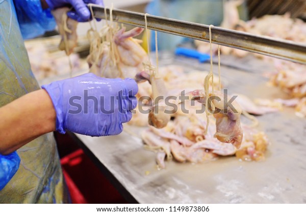 Plant for processing poultry in the food\
industry. chicken
