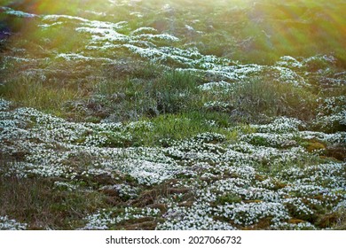 Plant prosperity due to seashore colony of birds in Arctic cold desert. Chickweed (Cerastium arcticum) fields of flowering plants unde rookery at Franz Joseph Land
