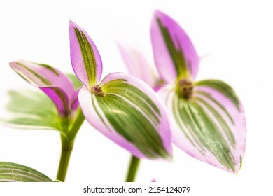 Plant with purple and green leaves and white small flowers on white background, Tradescantia Nanouk  - Shutterstock ID 2154124079