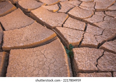 A Plant Pushes Its Way Through The Dried Cracked Desert Soil