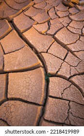 A Plant Pushes Its Way Through The Dried Cracked Desert Soil