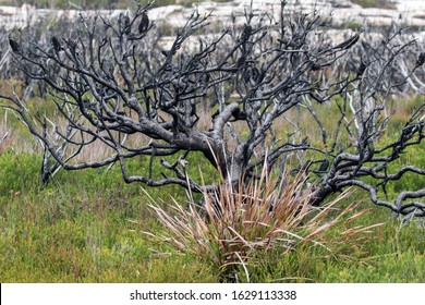 Plant Regrowth Post Two Years From Bush Fire