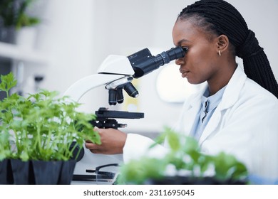 Plant research, microscope and black woman in a laboratory with sustainability analytics research. Leaf growth, study and female scientist in a lab for agriculture development and scope testing