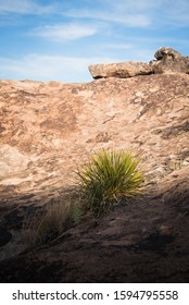 A Plant In The Rocks At Hueco Tanks, Texas. 