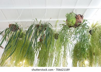 Plant in room
