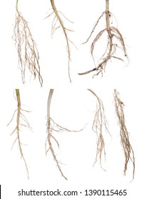 Plant Roots Collection Isolated On White Stock Photo 1390115465 ...