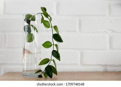 The Plant With Roots Is In Glass Jar, Vase . On A White Background.Beautiful Green Branch Of An Exotic Plant Stands In A Clean Transparent Vase Filled With Water Against A White Brick Wall