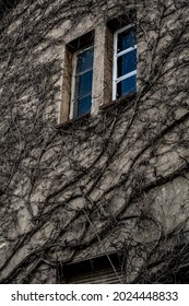 Plant Roots Taking Over A Haunted House - Common Climber Plants On  Wall