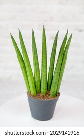 Plant Sansevieria Cylindrical Fan (Latin Sansevieria) With Tall Narrow Green Leaves In A Clay Pot On A White Wall Background. Flora Home Indoor Plants Flowers.