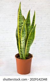 Plant Sansevieria Trifasciata (Latin Sansevieria) With Tall Narrow Green Leaves In A Clay Pot On A White Wall Background. Flora Home Indoor Plants Flowers.