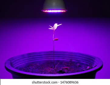 Plant Sapling Cannabis Growing In Pot With LED Grow Light 