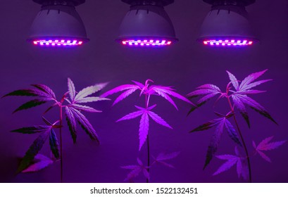 Plant Sapling Cannabis Growing In Pot With LED Grow Light 