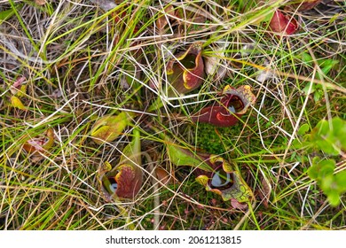 Plant Sarracenia Purpurea Purple Pitcher Plant Stock Photo 2061213815