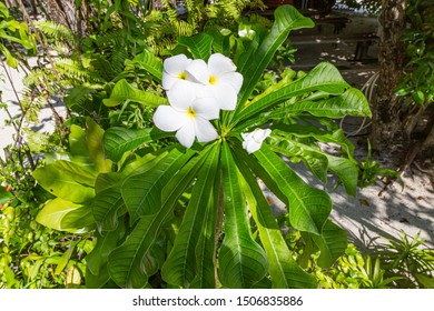 A Plant (scaevola Taccada) In The Maldives