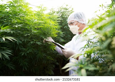 Plant Scientists Work On An Agricultural Farm To Grow Indoor Medical Cannabis. American Marijuana Growers Hold Marijuana In Hand.