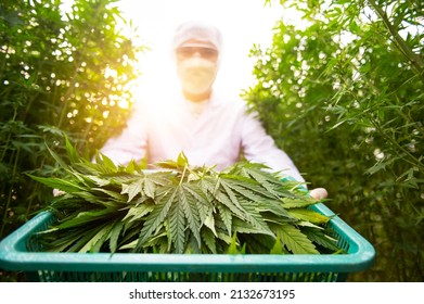 Plant Scientists Work On An Agricultural Farm To Grow Indoor Medical Cannabis. American Marijuana Growers Hold Marijuana In Hand.