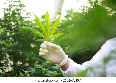 Plant Scientists Work On An Agricultural Farm To Grow Indoor Medical Cannabis. American Marijuana Growers Hold Marijuana In Hand.