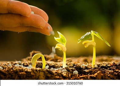 Plant seed growing concept, Farmer hand giving fertilizer to young plant - Shutterstock ID 315010760