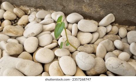 A plant seed growing on a pile of white stones. White stone background (texture). Pile of white stones forming an abstract pattern. Used as background or copyscape.