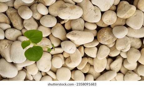 A plant seed growing on a pile of white stones. White stone background (texture). Pile of white stones forming an abstract pattern. Used as background or copyscape.