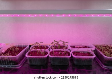 Plant Seedlings Grow In Plastic Boxes At Home Under A Phytolamp. Full Spectrum UV Light From Grow Lights Stimulates Seedling Growth. Seedlings Under LED Lighting.