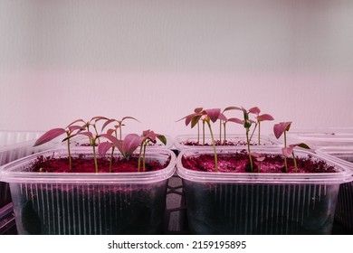 Plant Seedlings Grow In Plastic Boxes At Home Under A Phytolamp. Full Spectrum UV Light From Grow Lights Stimulates Seedling Growth. Seedlings Under LED Lighting.