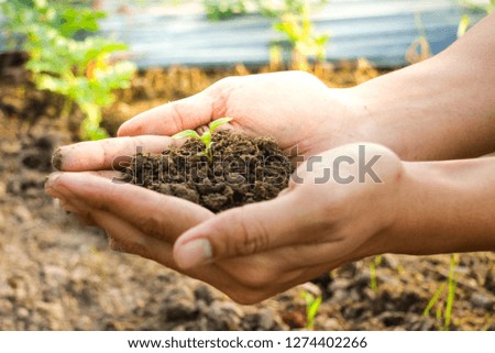 Similar – Image, Stock Photo Dirty boy hands holding small young herbal sprout plant