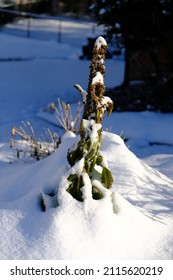 Plant With Seeds Covered In Snow. Tall Green Plant Heavily Laden With Seeds Covered In Snow