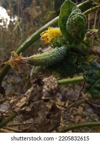 Plant Shoots Fresh Luffa Acutangula Or Okra Planting In The Farm