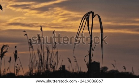 A plant silouette in the sunset