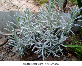 A Plant Similar To Woolly Lavender Grows In A Small Bush On The Ground Near A Metal Net