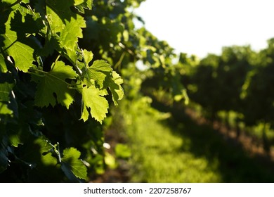 Plant Sky Natural Landscape Twig Woody Plant Wood