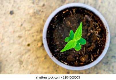 Plant In A Small Pot. It Represent Our Future, Conserve Nature For Better Life Better Planet