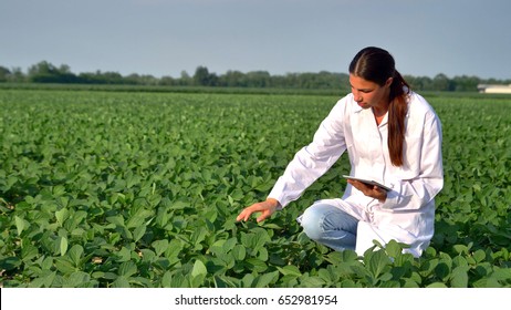 A Plant Specialist, Checking The Field Soy, In A White Coat Makes A Test Analysis In A Tablet, A Background Of Greenery. Concept Ecology, Bio Product, Inspection, Water, Natural Products, Professional