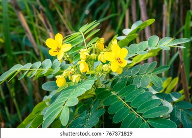a plant species in the genus Senna. Blooming yellow flower with green leaves.