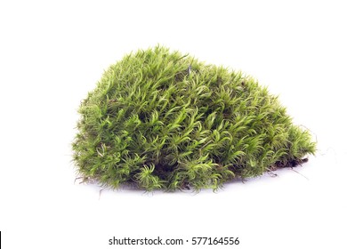 Plant Sphagnum Moss On Hummock Stock Photo 577164556 | Shutterstock