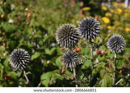 A plant with spherical shapes of echinoderms