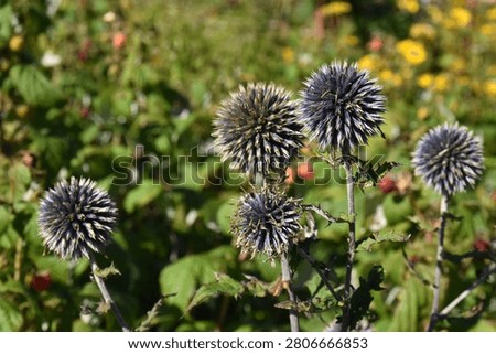 A plant with spherical shapes of echinoderms