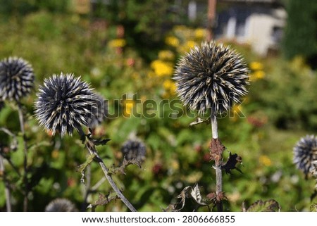 A plant with spherical shapes of echinoderms