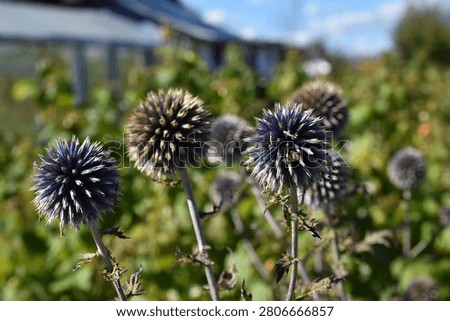 A plant with spherical shapes of echinoderms